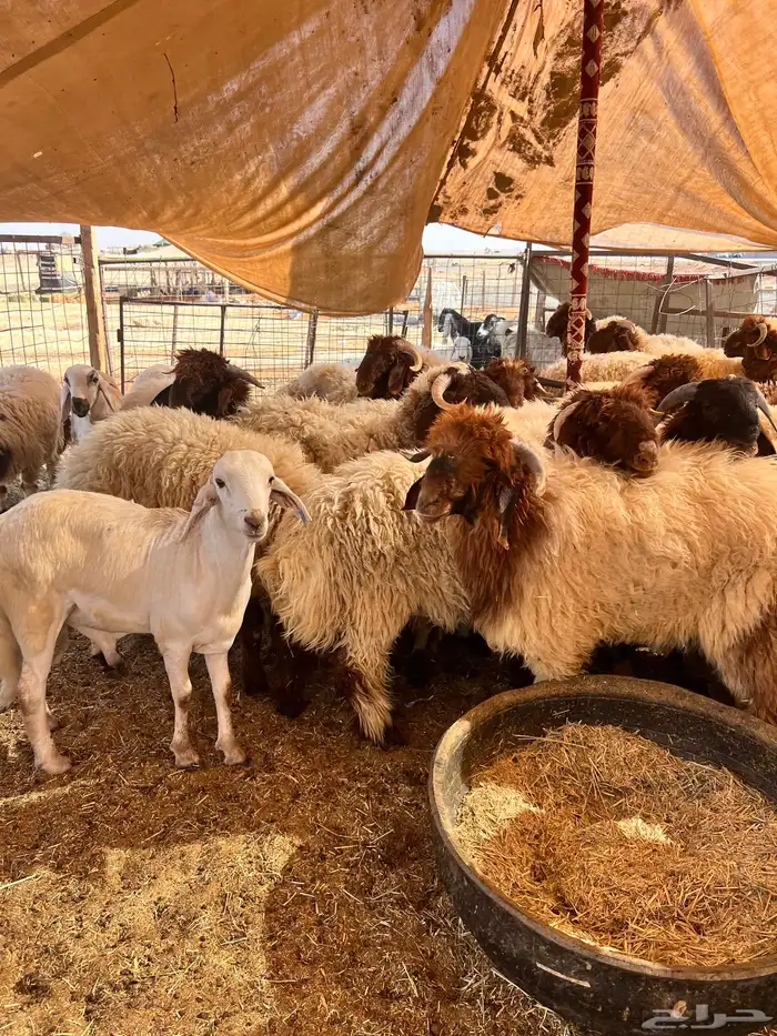 ذبايح ذبائح 5