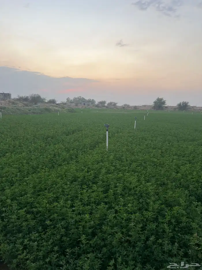 برسيم للبيع للتواصل واتس 2