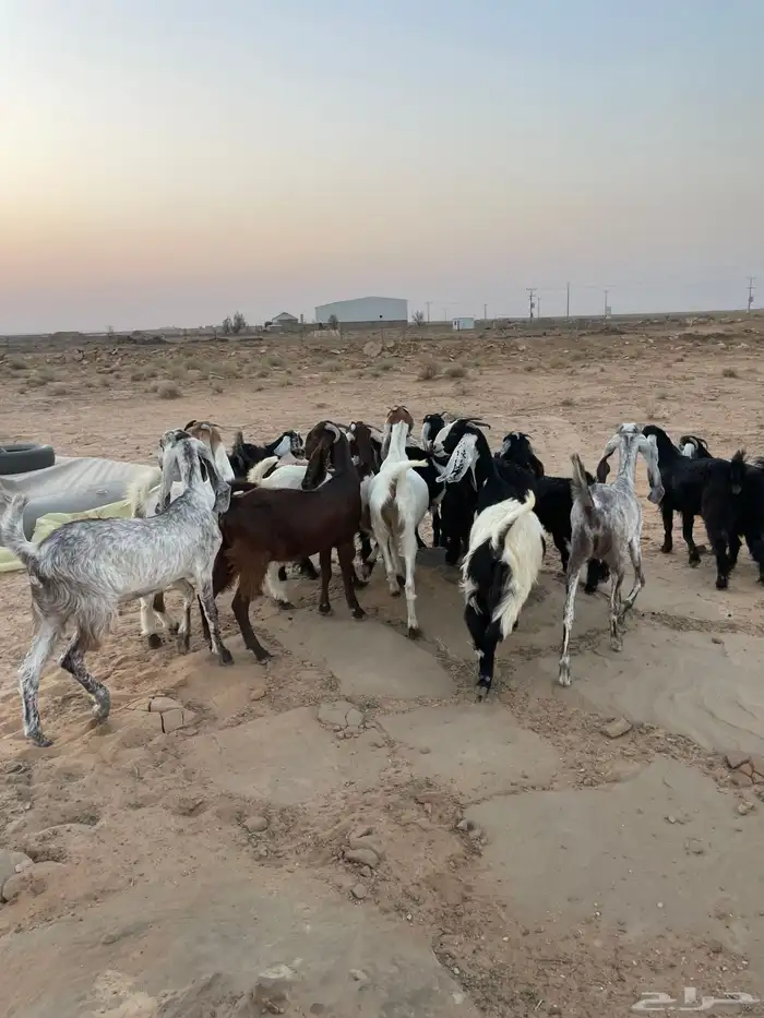 جفرات مقاني 9