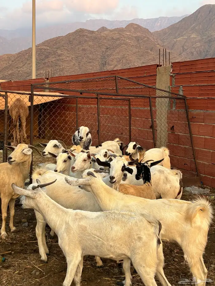 ماعز بيشيات 6