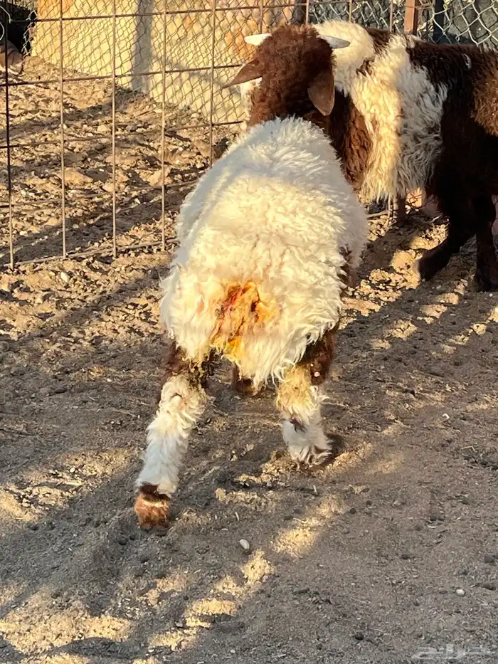 هرفي حري تيوس 2