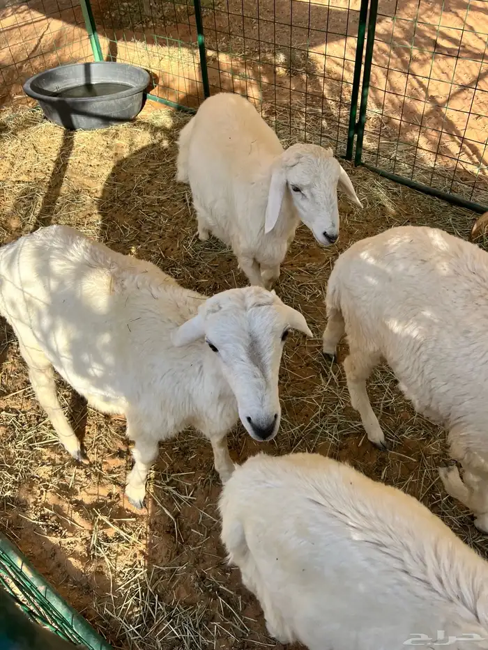 خرفان حريه للبيع 1