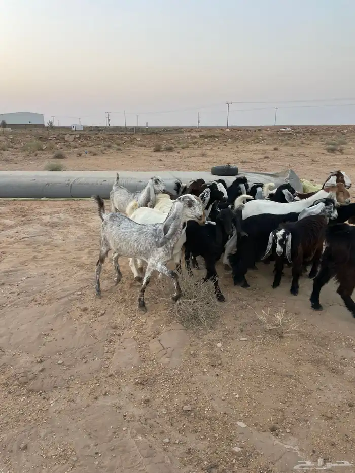 جفرات مقاني 8