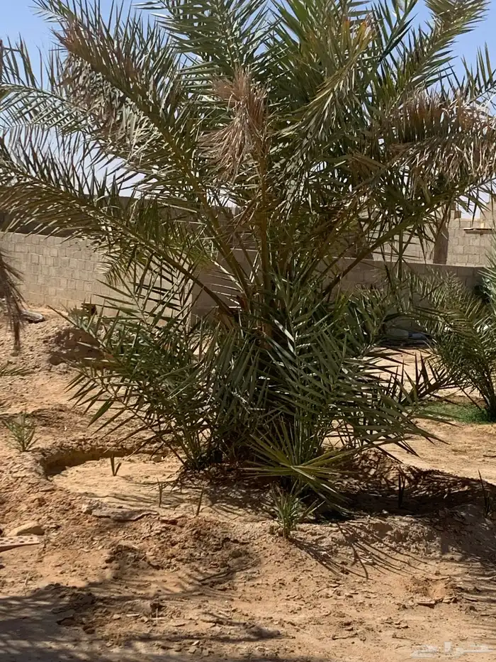 نخل 1