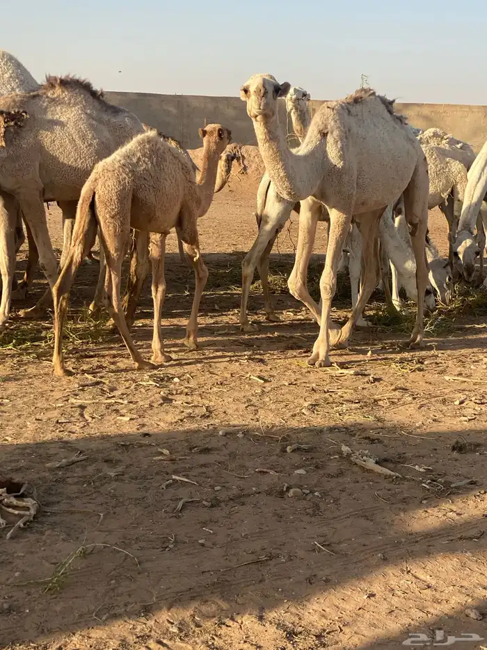 بكره شعلا 0