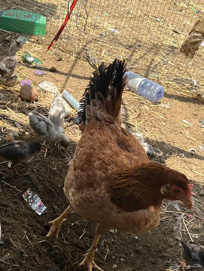 دجاج أوديك 5