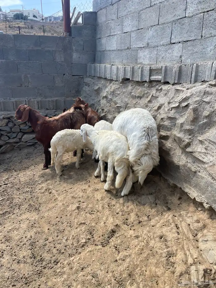 غنم للبيع 3
