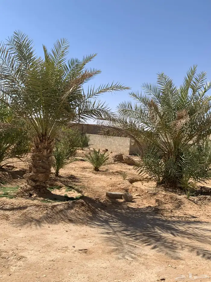 نخل 2