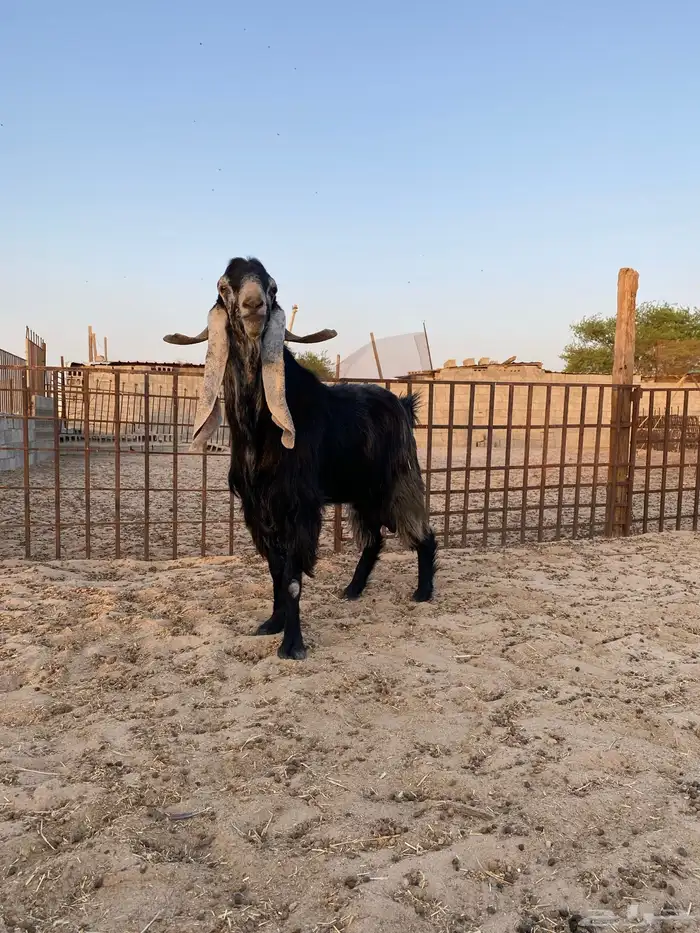 تيس فحل طيب 3