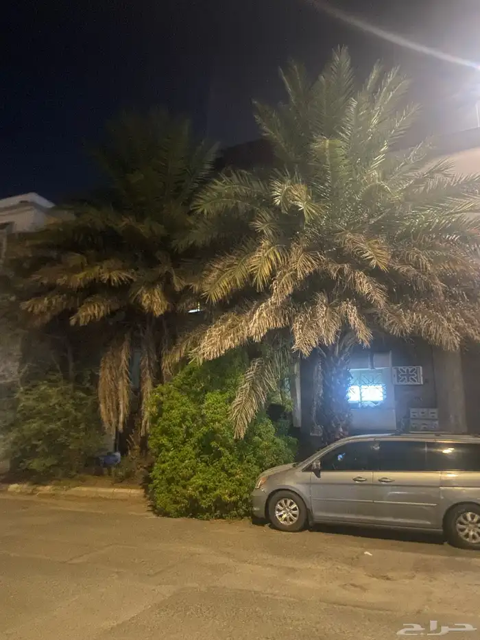 نخل للبيع 0