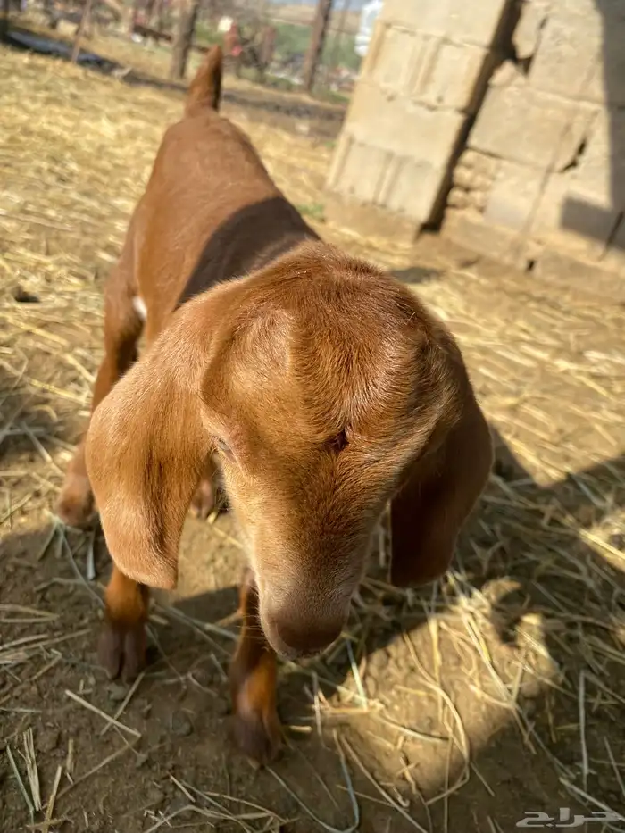 طلي صغير يرضع 2