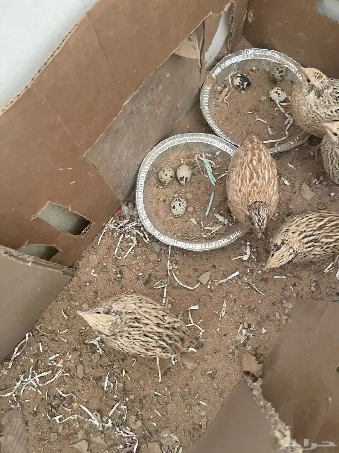 سمان. فري. للبيع منتج الصامل يجي  دجاج فيومي بياض 4