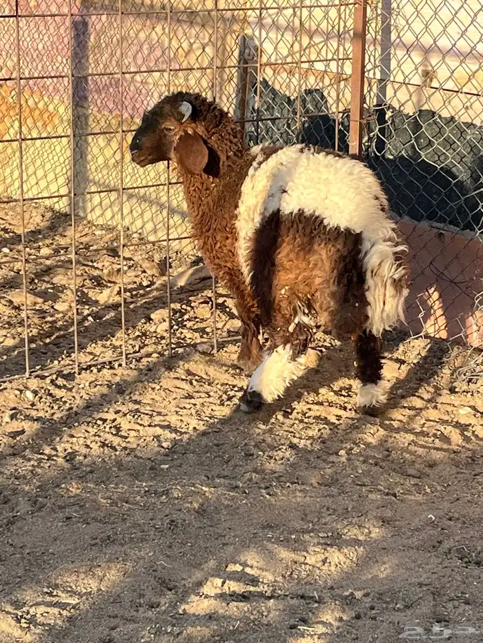 هرفي حري تيوس 4