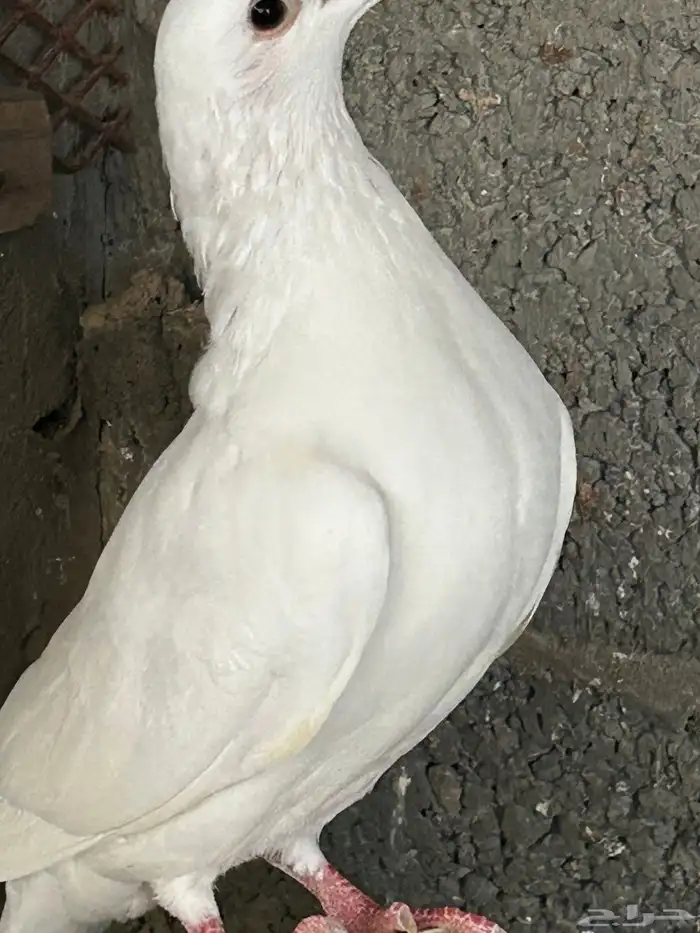 حمام زاجل 0