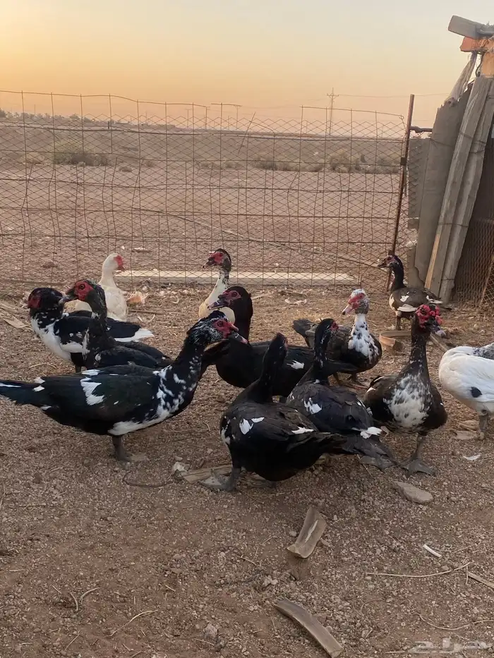 ذكور بح 2