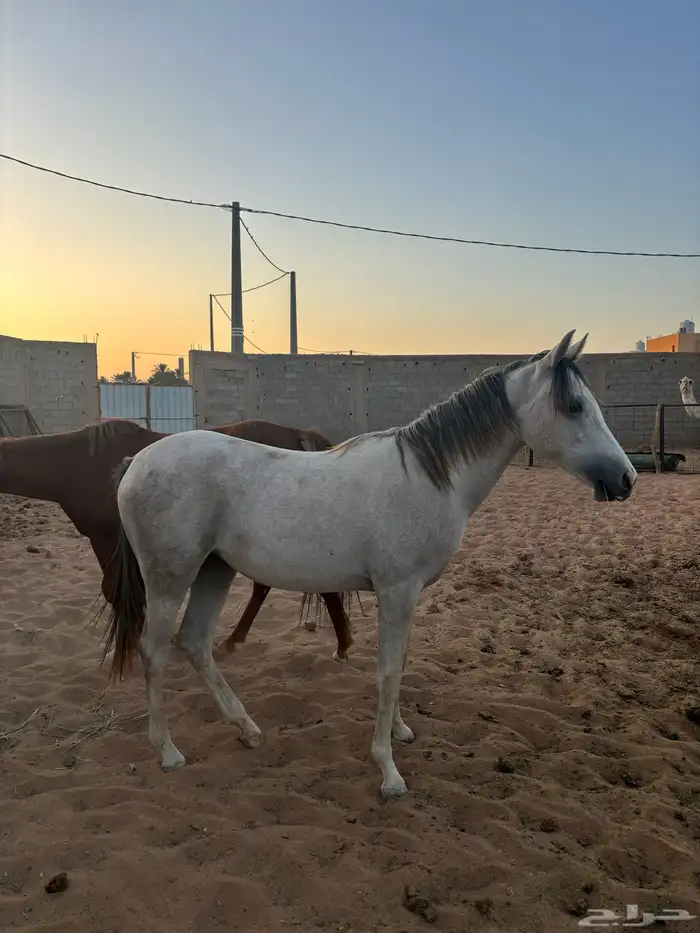 خيل 12