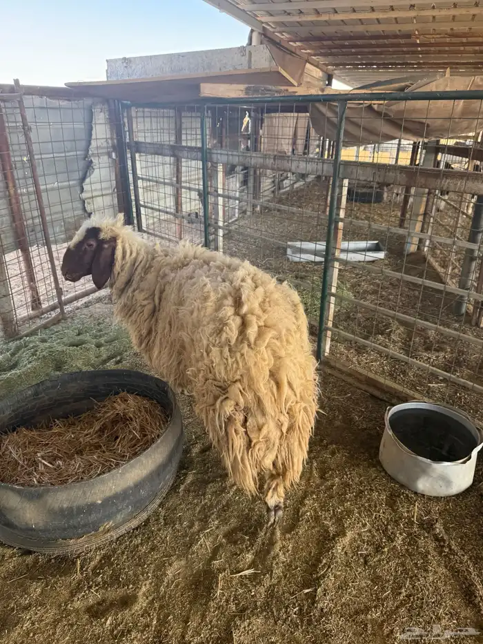 عرضين نعيميه متبع وحريه حايل 2