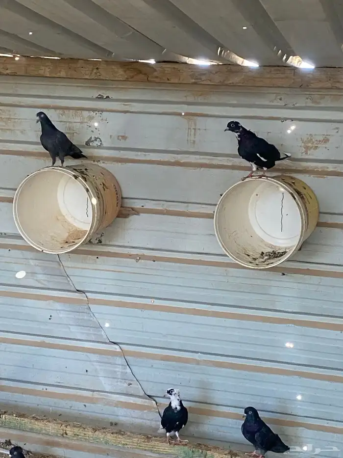 حمام لوت قطايف 2