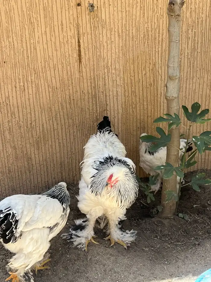 دجاج 0