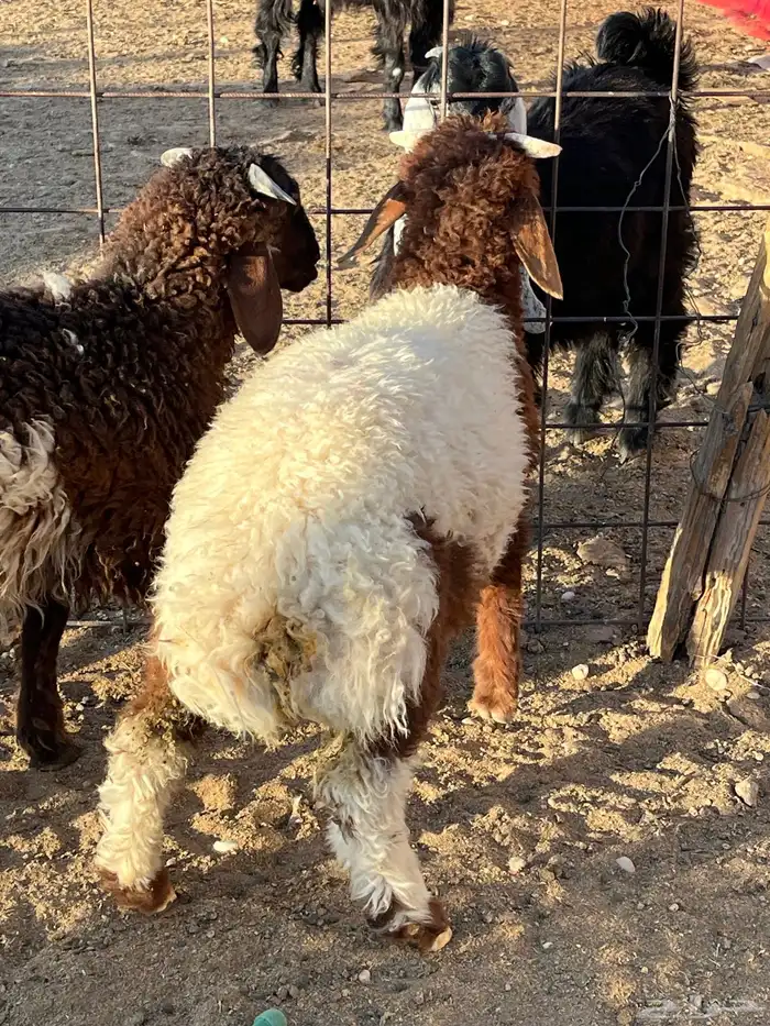 هرفي حري تيوس 9