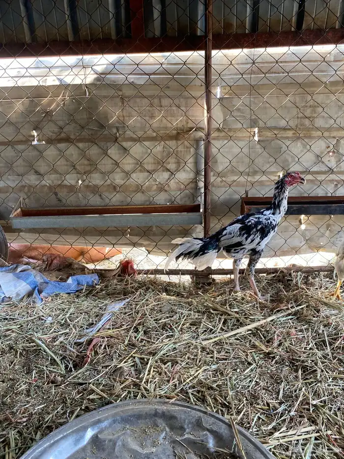 ديك بكستاني سندي 0
