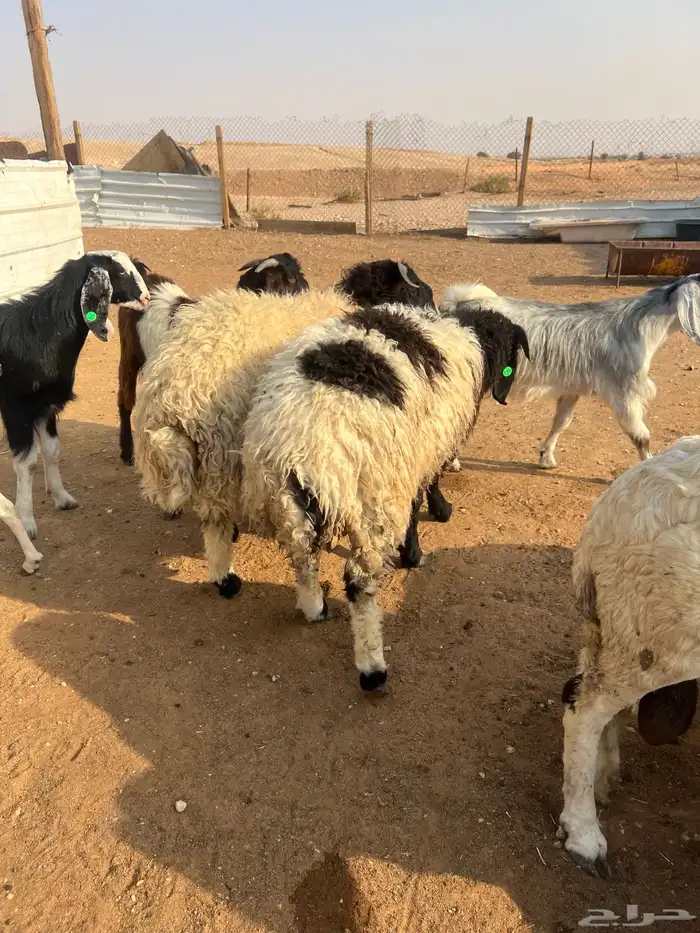 حري نعيمي تيوس رفيدي سواكني بربري 8