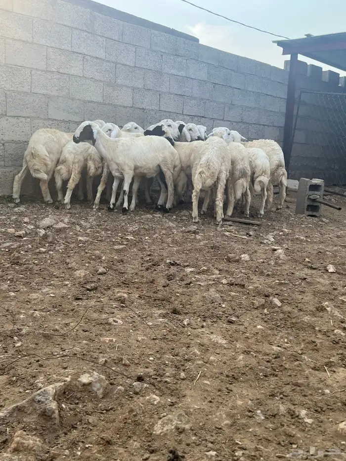 خرفان ذبايح للبيع 3