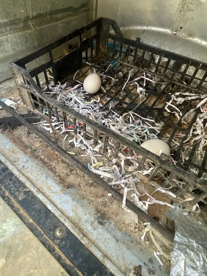 سمان. فري. للبيع منتج الصامل يجي  دجاج فيومي بياض 10