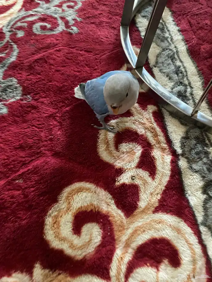 للبيع طير روز اللون ازرق صغير نهاية فطام 0