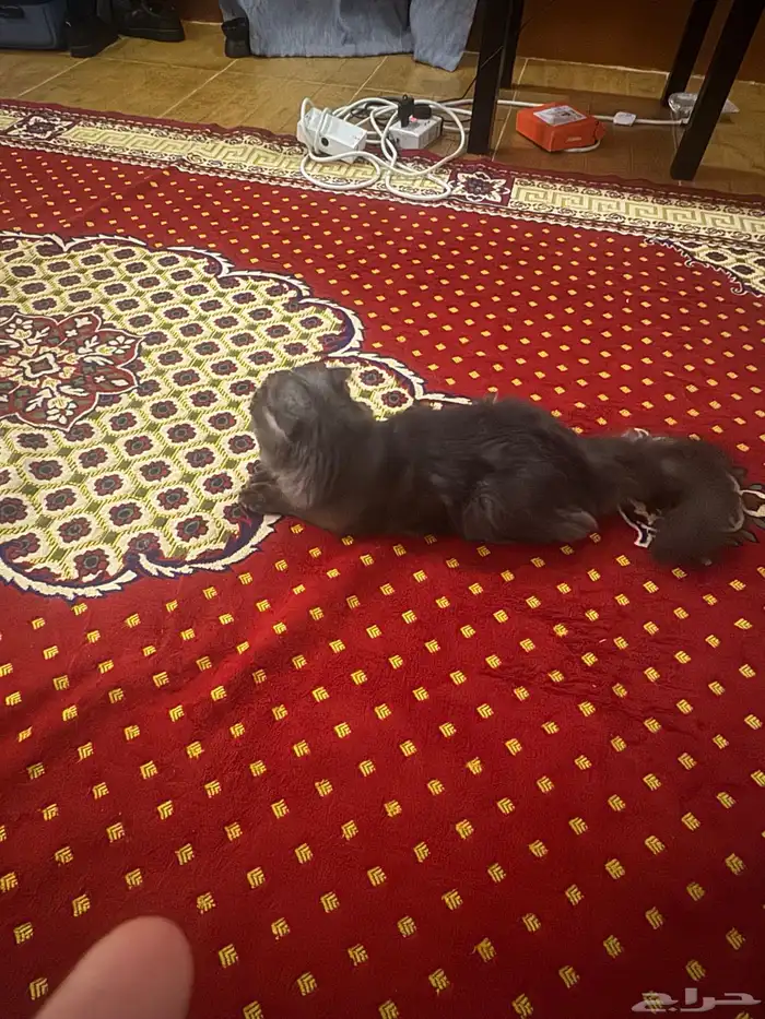 قط لتبني 1