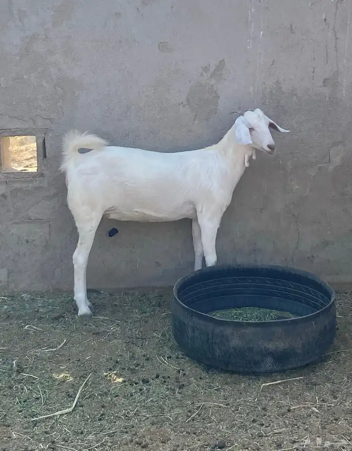 جفره برصا 0
