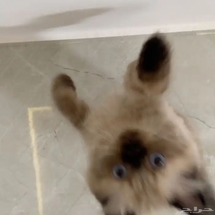للبيع قط هيمالايا 2
