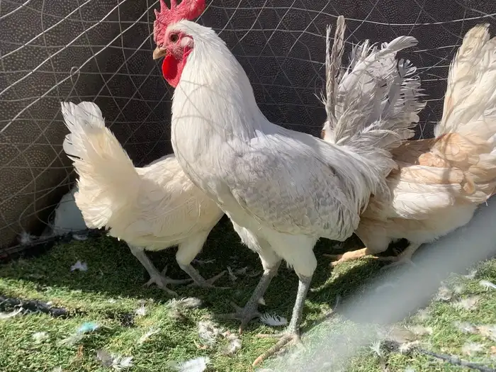 دجاج بلدي بياض 1