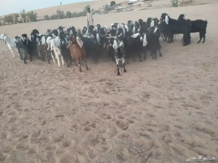 ماعز 6