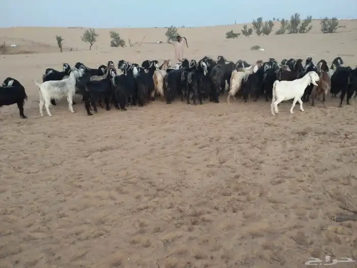 ماعز 1