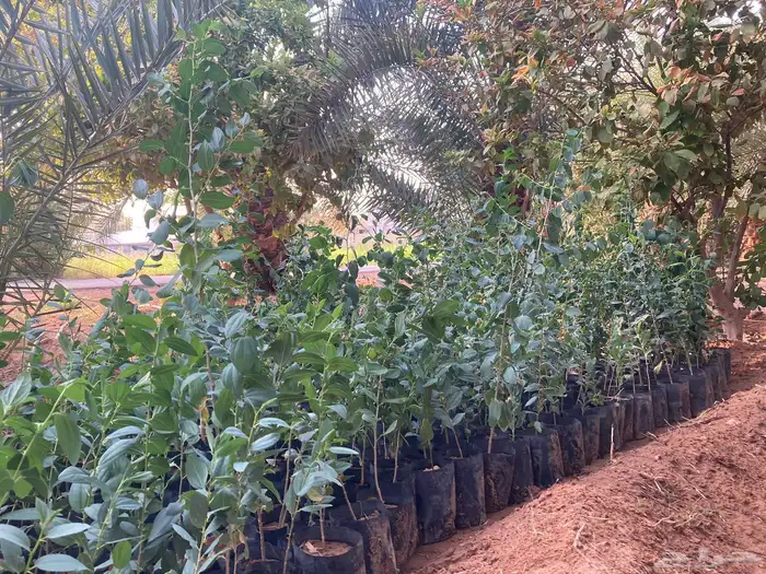 سدر بادي 1