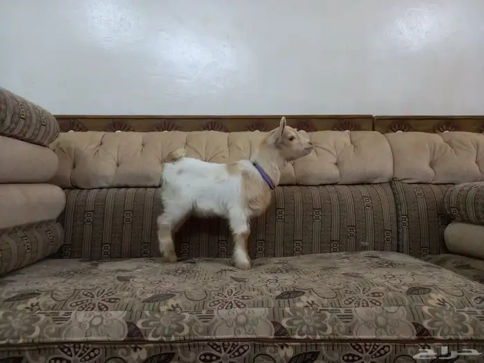 ماعز قزمي 1