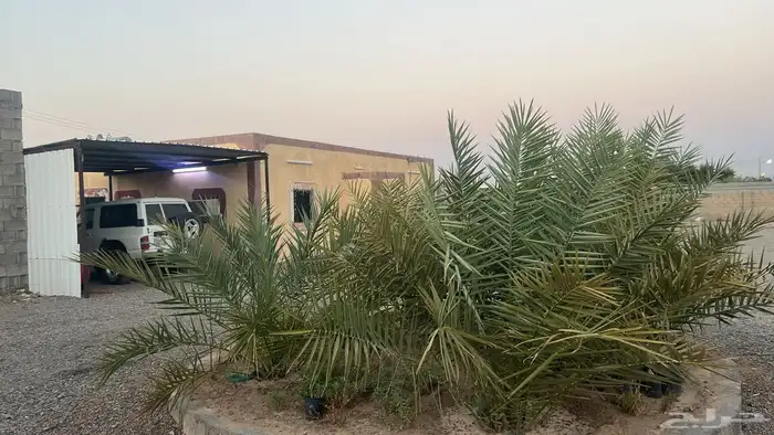 للبيع بيتين شعبي 1