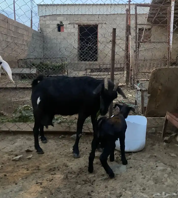 عنز وولدها للبيع 6