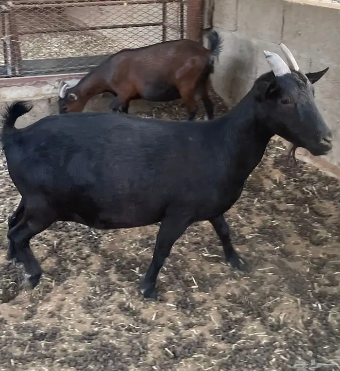 ماعز قزم مع فحل 7