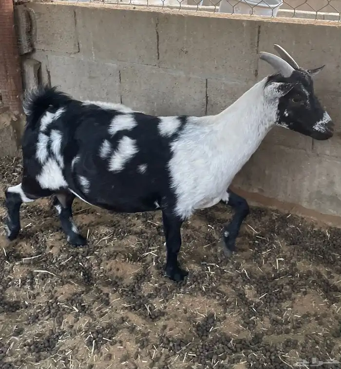 ماعز قزم مع فحل 8