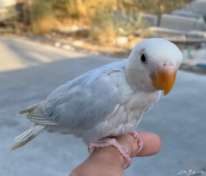 روز بلد اوبلاين 0
