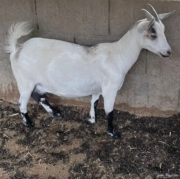 ماعز قزم مع فحل 1