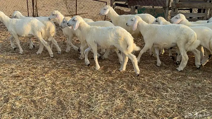 بهم تربيه مراح واحد طرف وشعره بيضاء ونظاف من جميع الأمراض 3