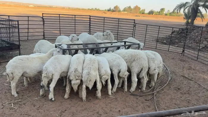 ذبايح حريه 1