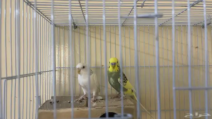 طيور للبيع 1