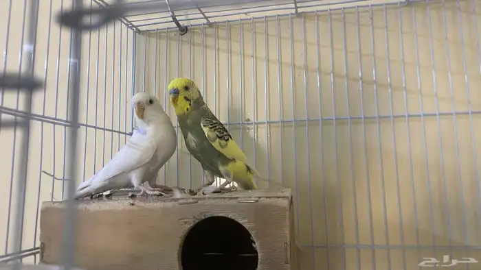 طيور للبيع 3