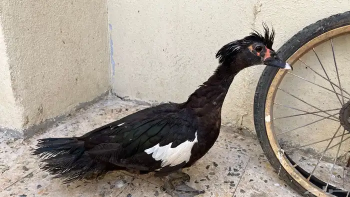 بط مصري ذكر للبيع 1