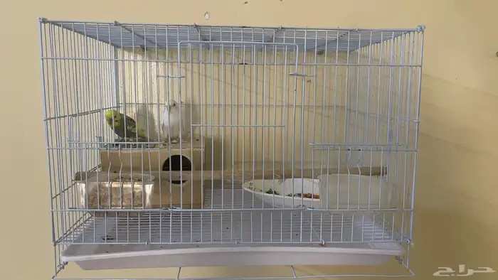 طيور للبيع 2