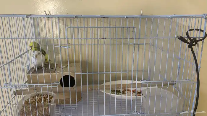 طيور للبيع 0